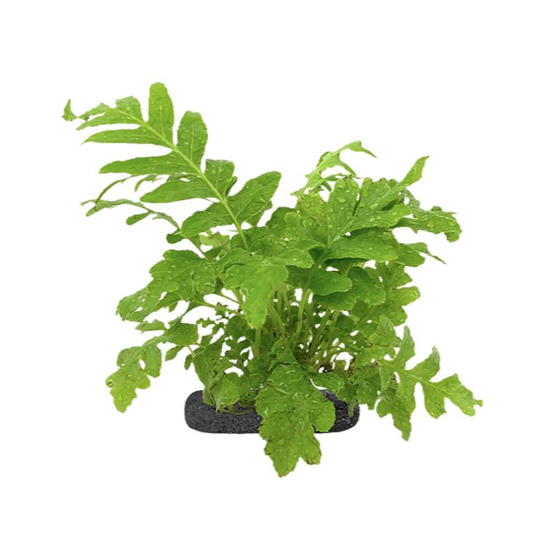 Planta terariu WIO Feriga Dwarf Tree "Blechnum gibbum 'silver' - imagine 3